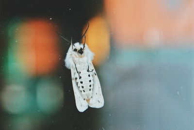 微距摄影的白色蛾
